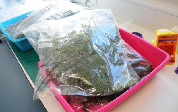 Forestry Journal: In the Pathology Lab, plastic bags contain samples of western hemlock with yellowing needles.
