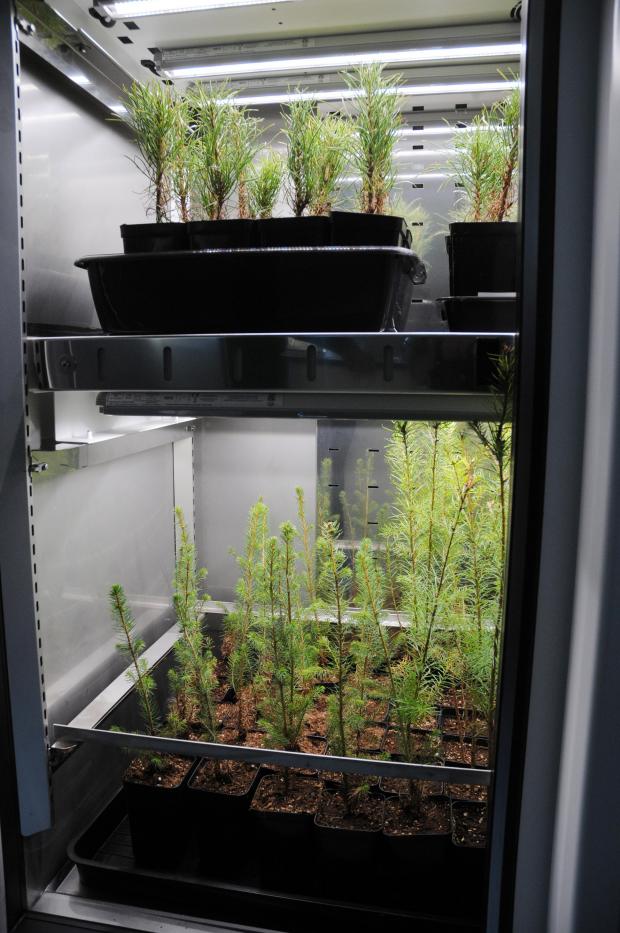 Forestry Journal: : In the Experimental Lab, fitotrons (temperature-controlled, modular, plant growth chambers that can simulate night or day) are being used to test the susceptibility of other tree species to P. pluvialis.