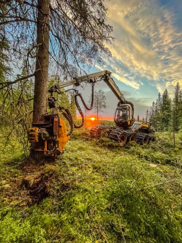 Forestry Journal: Sebastian Økern Holmsen