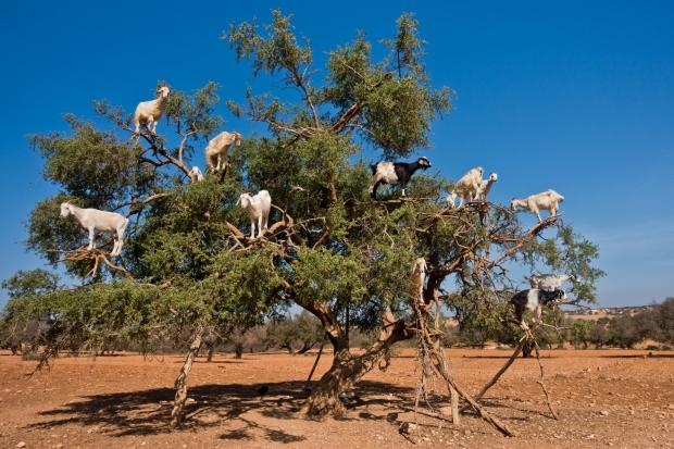 Forestry Journal: Tree-climbing goats spit out and disperse valuable argan seeds.