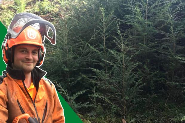 'I'm no superman': Non-native species removal has our young forester thinking of the future