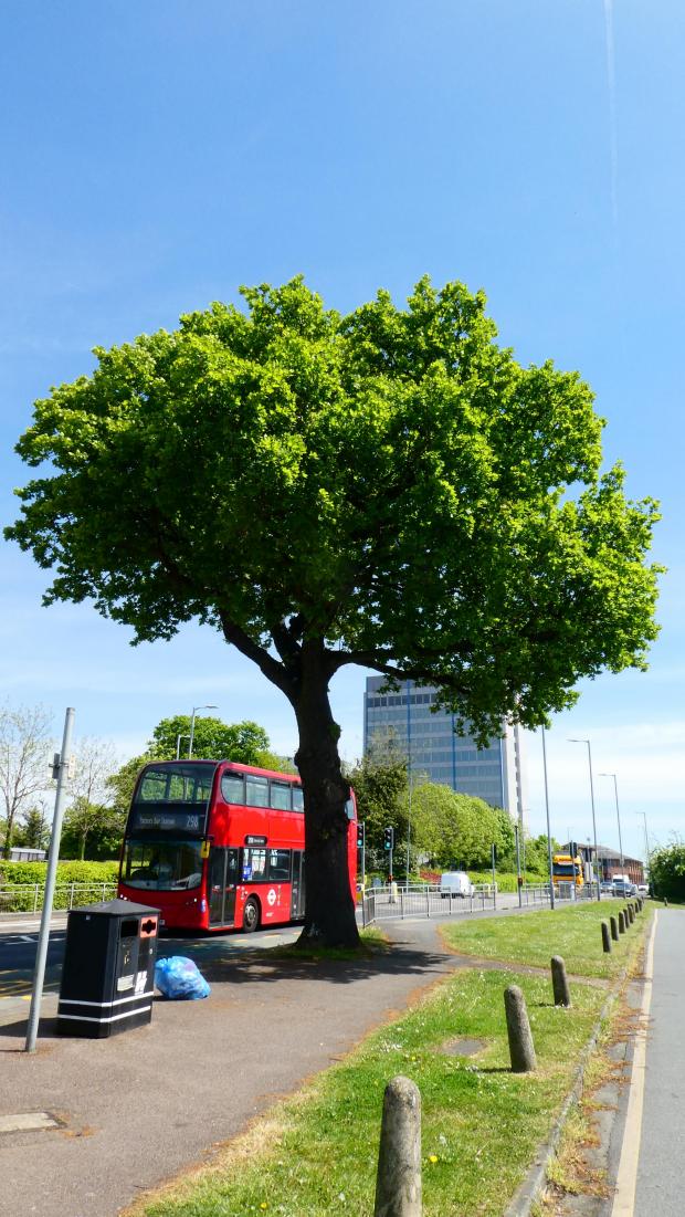 Forestry Journal: Until the 1950s this veteran oak tree provided summer shade for dairy cows. It now provides shade for passengers at a bus stop.