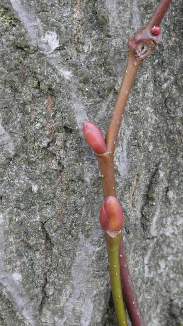 Forestry Journal: Winter buds on lime trees are easily distinguished by their red colouration. Only two bud scales are visible but there are many more beneath.