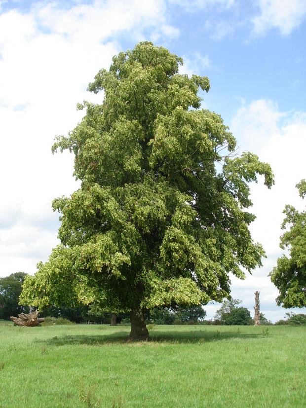 Forestry Journal: Lime really needs to grow as a stand-alone tree for full appreciation of the foliar canopy. Common lime is seen here in full leaf and full flower at the National Trust’s Morven Place in South Hertfordshire.