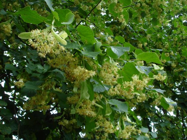 Forestry Journal: Lime trees in full flower at the very end of June were a magnet for pollinating insects and especially bees. 