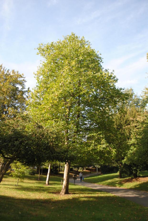 Forestry Journal:  Silver birch (Betula Pendula) completes a trio or more common trees along the boundary to Monks Road.