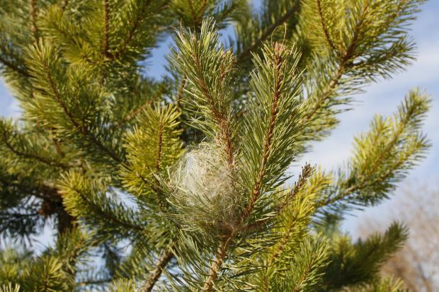 Forestry Journal:  Pine processionary moth nest in a pine tree.