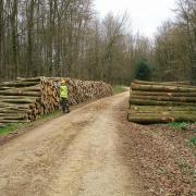 Looks like a lot of paper-work to legally move this lot. Thank goodness it’s beech – no plant passport required.