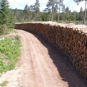 Timber supply chain open for business this month, CTI survey says