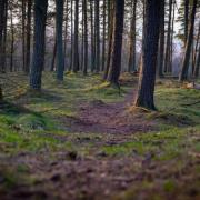 Scottish Forestry uses aerial photomaps to monitor tree health