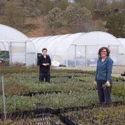 Volunteers isolate at Highlands ‘lost world’ to save thousands of young trees