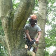 Arborcare on a learning curve during lockdown