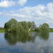 Big willows by the waterside – white and crack willow trees alongside the River Great Ouse in Cambridgeshire.