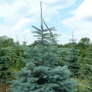 Trees ready to cut on a Chilterns Christmas tree farm.