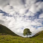 The famous tree stood at Hadrian's Wall