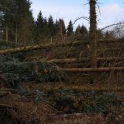 Windblown tree damage is described as 'absolutely catastrophic' in some areas