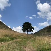 Sycamore Gap, Northumberland