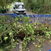 The fallen tree outside the entrance of Oak Lodge Care Home in Bitterne, Southampton