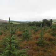 Sitka is one of the most prominent species in the UK's forestry industry