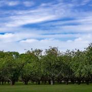 Busway could be built through orchard with hundreds of trees felled