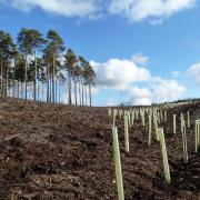 The new deal has arrived too late for the 2022/2023 tree-planting season.