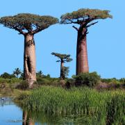 Baobab Trees, thousands of years old, south of the Sahara.