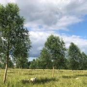 A rare species, cricket bat willow is mostly found in Essex and Suffolk