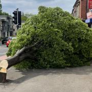 The tree was felled in broad daylight