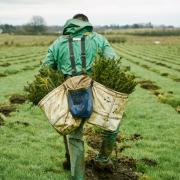 The proposed woodland would provide much-needed timber