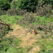 The Cator Park trees were protected