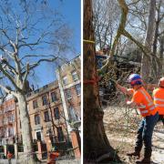 Fine dust and compounds released by plane trees can be especially hazardous for ground crews.