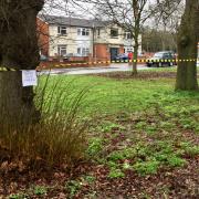 The trees were due to be removed to make way for a bus lane