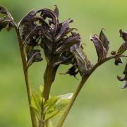 Ash dieback (Hymenoscyphus fraxineus) could wipe out 80 per cent of all ash trees in the UK