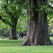 Time out in nature has been championed as a way of improving people’s health