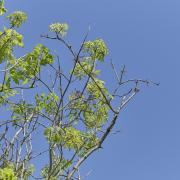 Ash dieback could wipe out as many as 80 per cent of the UK's ash trees