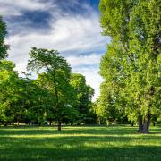 Southend's tree cover has dropped to 13 per cent