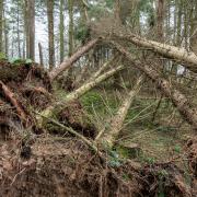 Winds of up to 75 mph could tear down trees in parts of the country