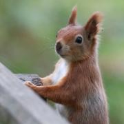 The Isle of Wight Red Squirrel Trust has purchased 12 acres of woodland.