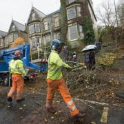 Thousands of tree were felled in the leafiest streets of Sheffield between 2016 and 2018