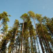 The review explored research on biodiversity in commercial high forests