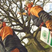 The AA Approved Contractors Scheme is vital for tree surgeons