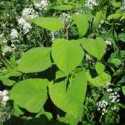 Just several weeks of spring growth and the fast-growing Japanese knotweed can outcompete and start to smother other plants, in this case cow parsley.