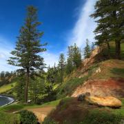 Norfolk Island pine trees are afforded protection in the island’s national park.