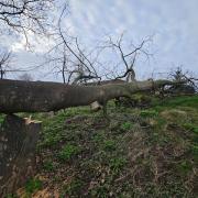 The lime tree was felled earlier this month