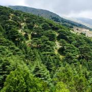 A cedar forest in Lebanon.