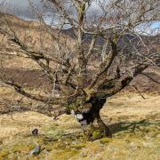 The elm - dubbed the Last Ent of Glen Affric - was Scotland's Tree of the Year in 2019.