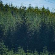 NI planted just 41 ha of coniferous species (like Sitka spruce) last year