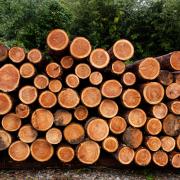 A leading forestry manager has suggested a levy could be placed on all timber sales