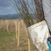 Thousands of trees would be planted to create the new woodland