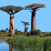 According to DNA studies, the iconic trees first arose in Madagascar 21 million years ago.